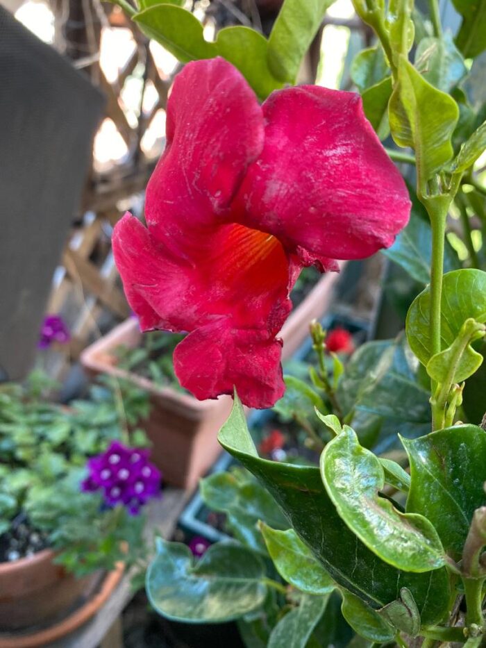 Raspberry Red Mandevilla